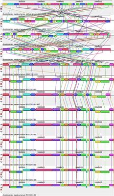 Complete Genome Sequences of Two Acetic Acid-Producing Acetobacter pasteurianus Strains (Subsp. ascendens LMG 1590T and Subsp. paradoxus LMG 1591T)